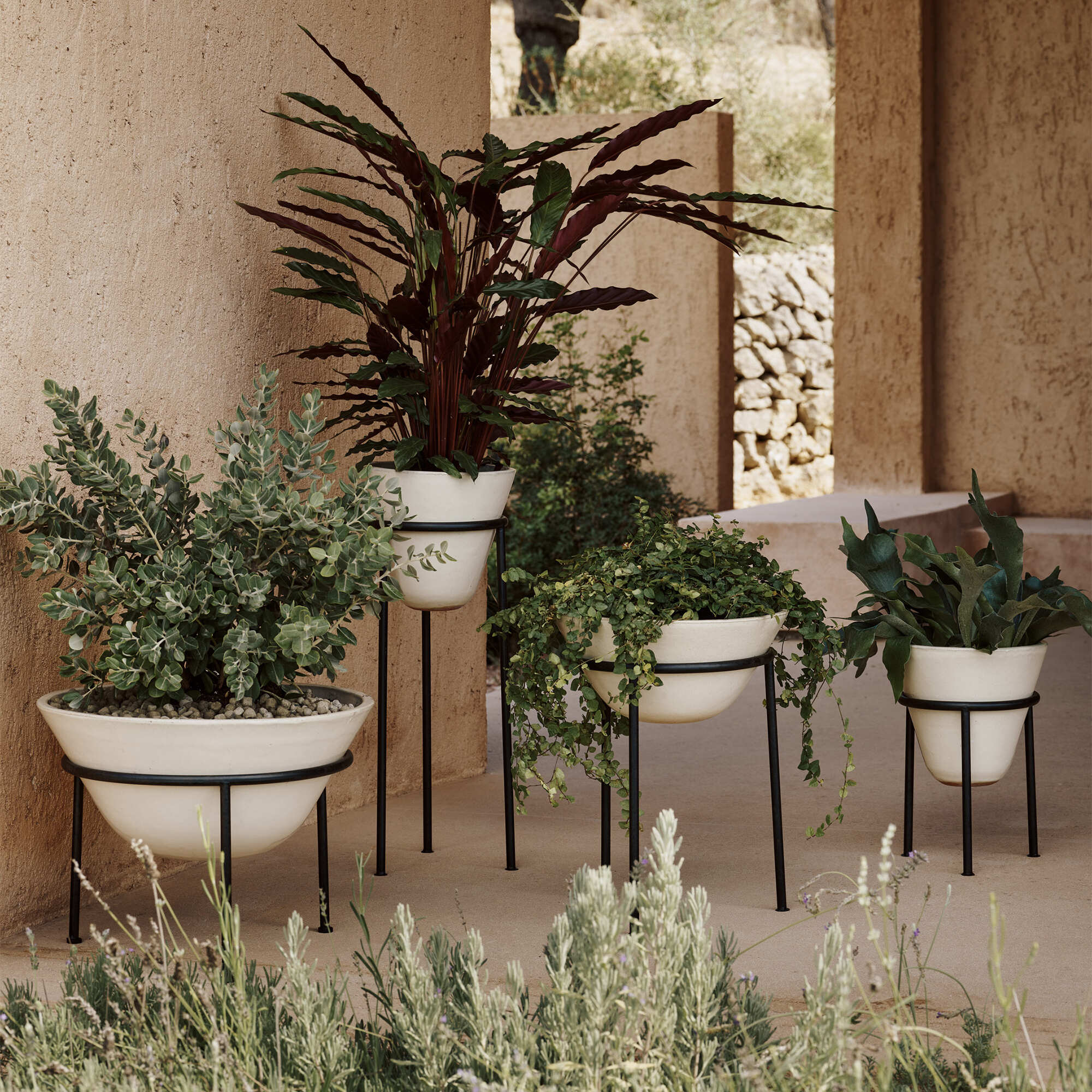 Daiza Planter Daiza Planter